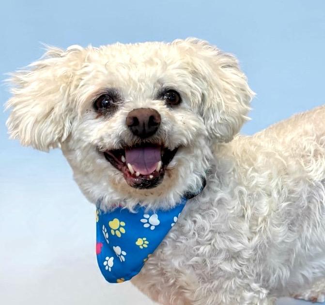Enlarge Mickey, a Adopted Bichon Frise in Perry, IA image 6/6