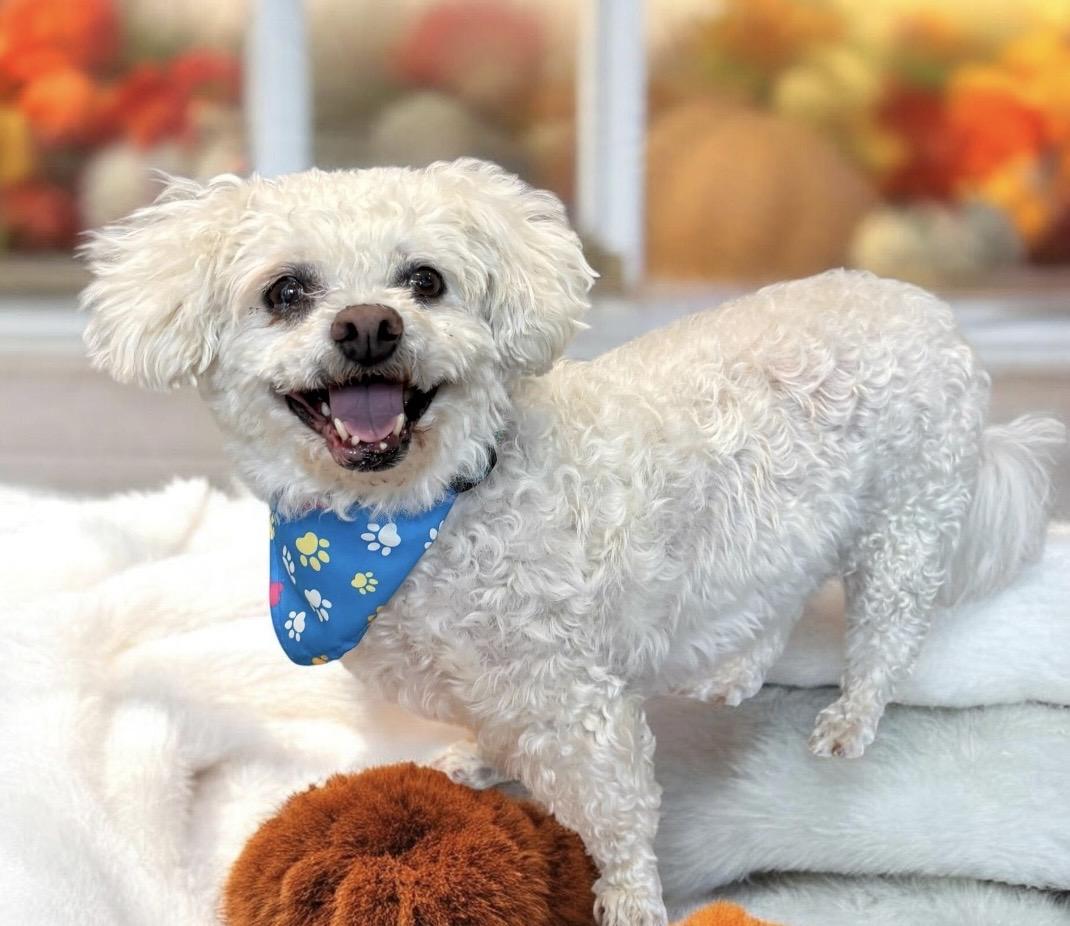 Enlarge Mickey, a Adopted Bichon Frise in Perry, IA image 3/6