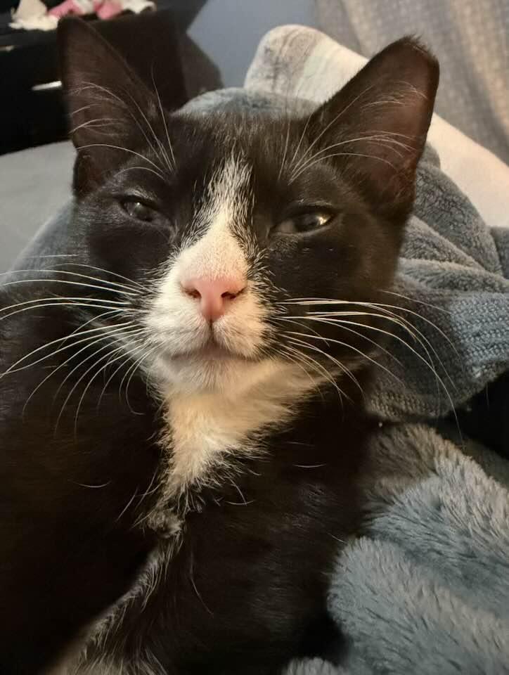 Russe, an adopted Domestic Short Hair in Cleveland, OH image 5/6