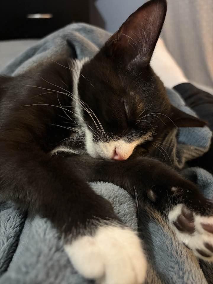 Russe, an adopted Domestic Short Hair in Cleveland, OH image 2/6