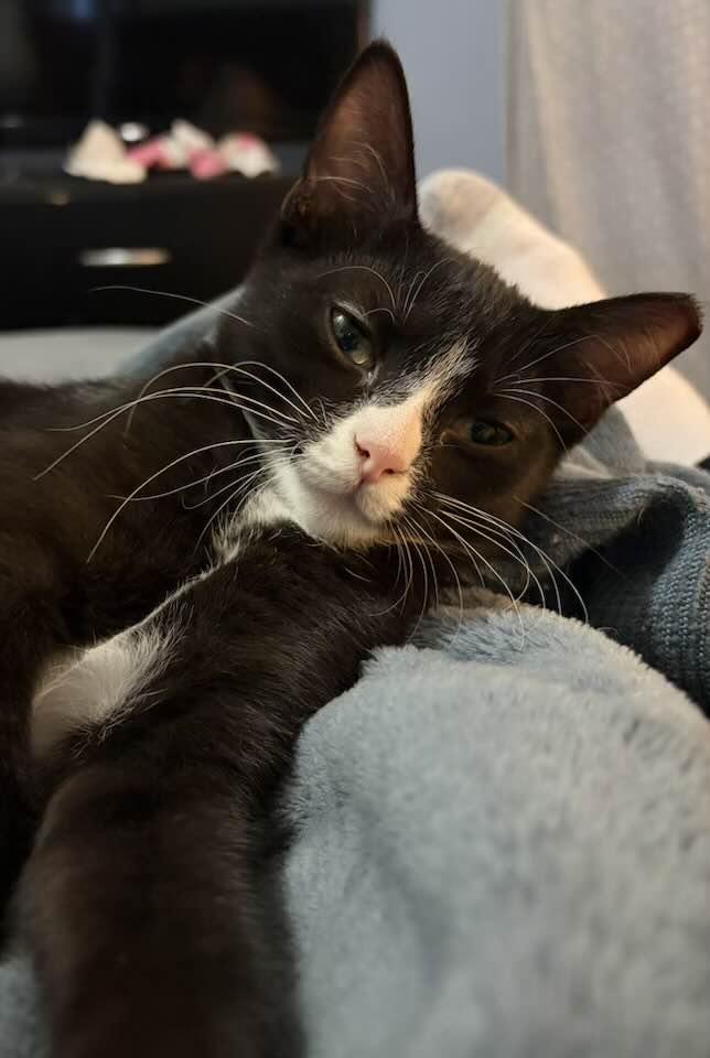 Russe, an adopted Domestic Short Hair in Cleveland, OH image 6/6