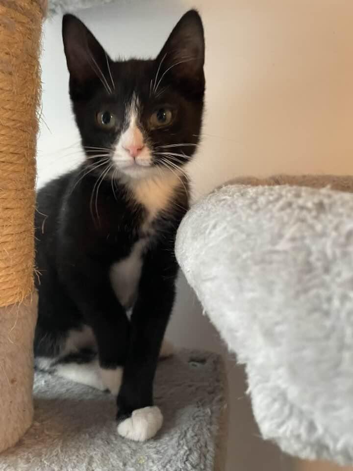 Russe, adopted, Kitten Female Domestic Short Hair.
