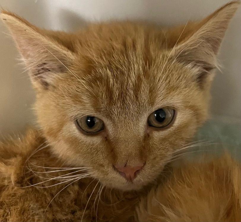 Enlarge Necterine, a ADOPTABLE Domestic Short Hair in Webster City, IA image 1/1