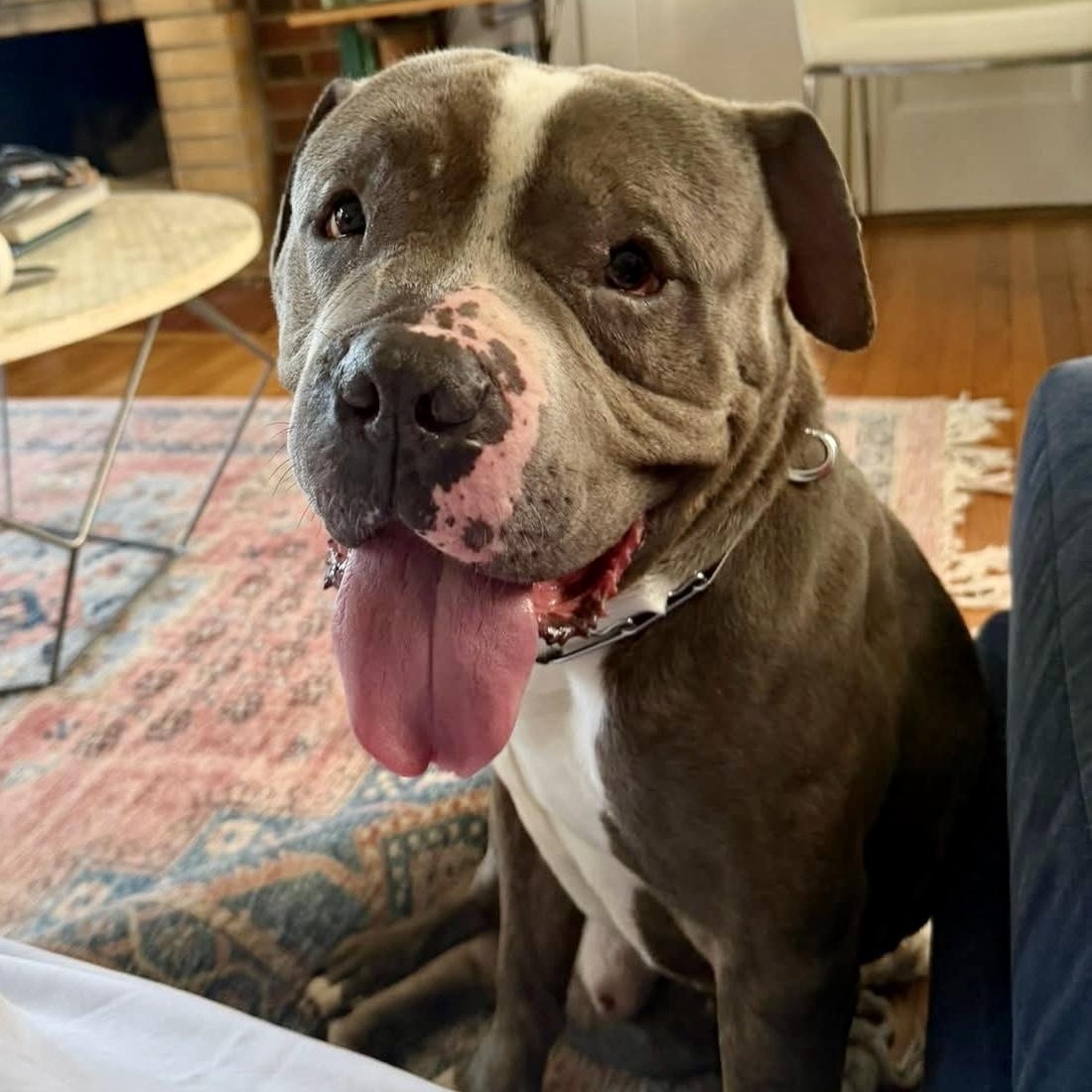 Salvador, a ADOPTABLE Pit Bull Terrier in Buffalo, NY image 5/6