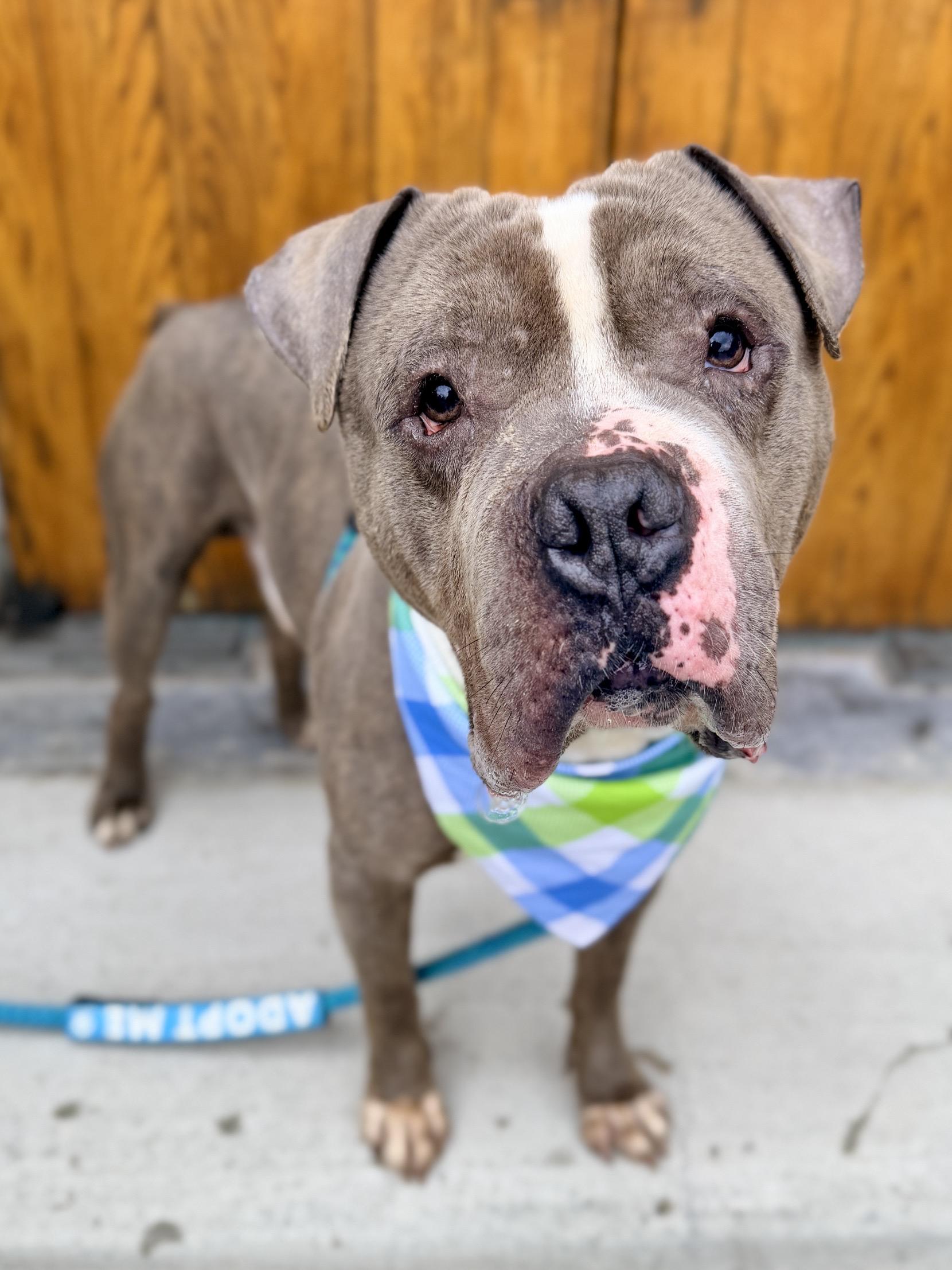 Salvador, a ADOPTABLE Pit Bull Terrier in Buffalo, NY image 2/6