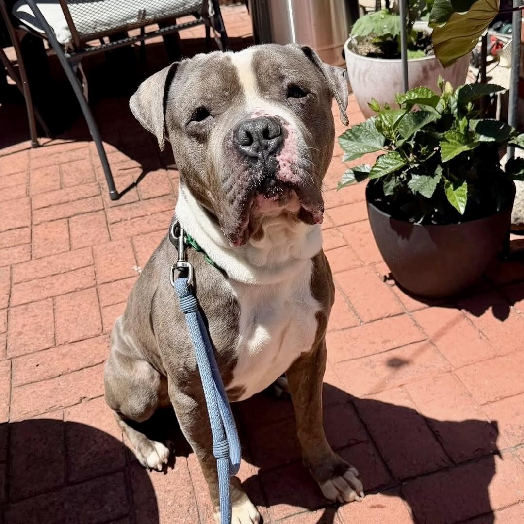 Salvador, ADOPTABLE, Adult Male Pit Bull Terrier.