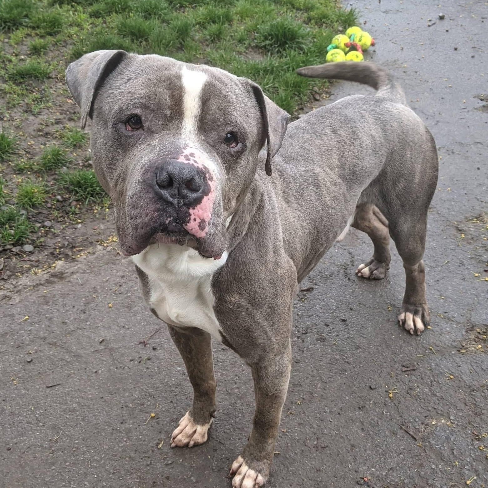 Salvador, a ADOPTABLE Pit Bull Terrier in Buffalo, NY image 6/6
