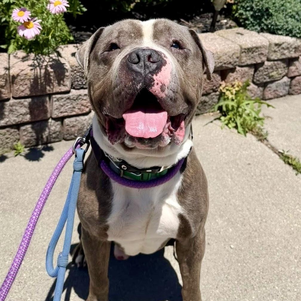 Salvador, a ADOPTABLE Pit Bull Terrier in Buffalo, NY image 3/6