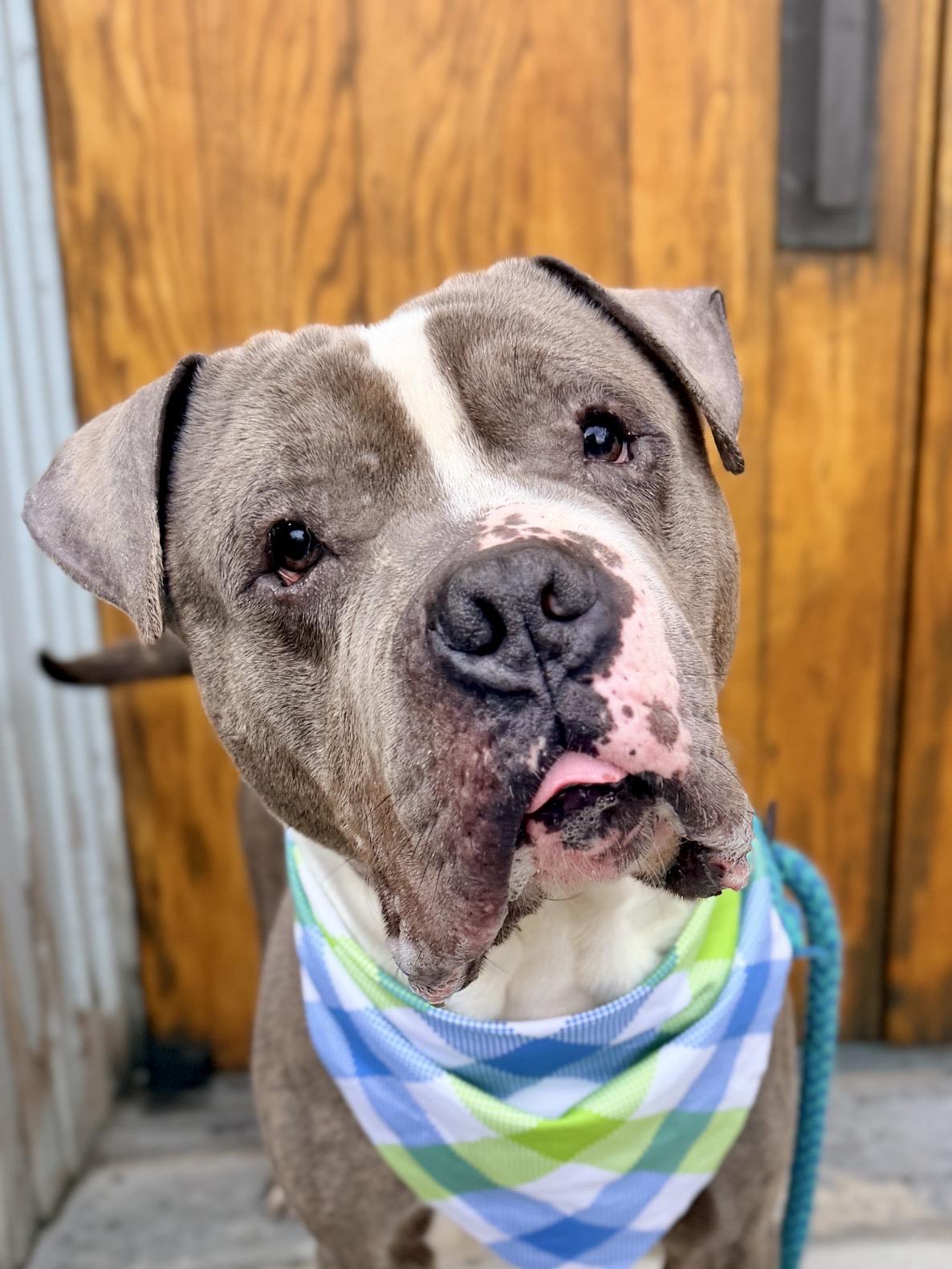 Salvador, a ADOPTABLE Pit Bull Terrier in Buffalo, NY image 4/6