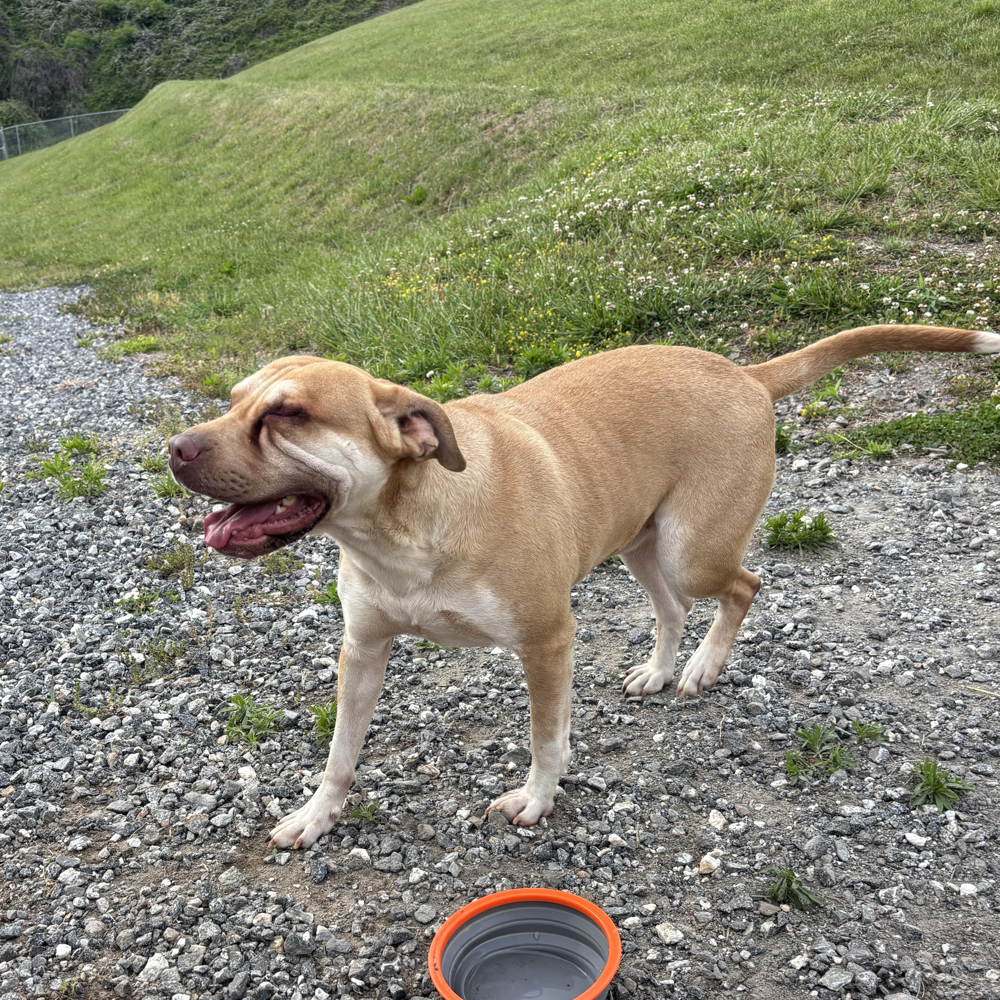 Fergus, a Adoptable mixed breed in Sylva, NC image 5/6