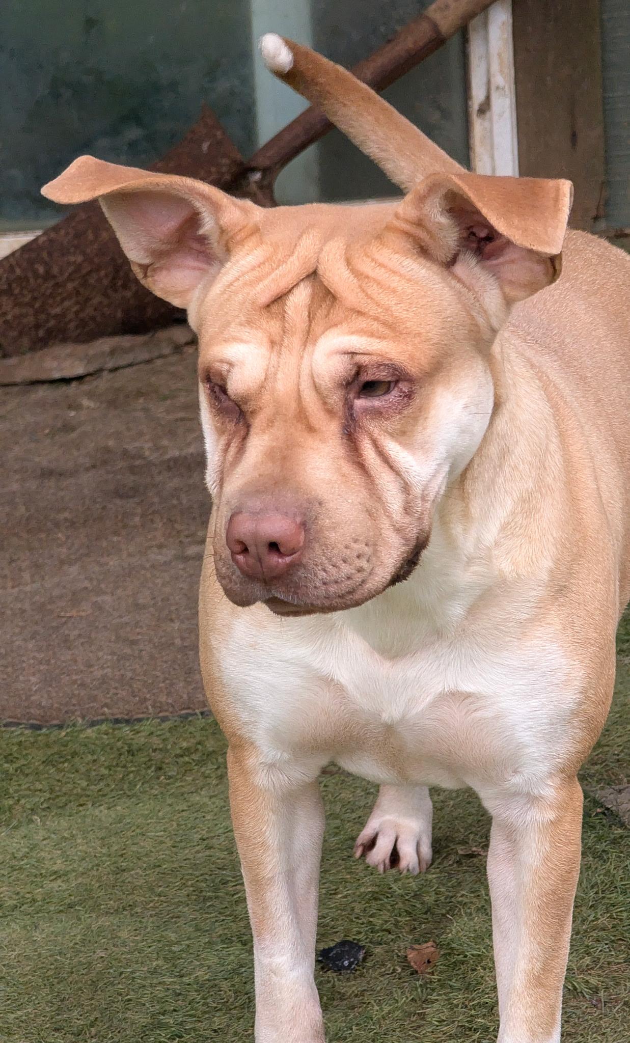 Fergus, Adoptable, Adult Male Shar-Pei.
