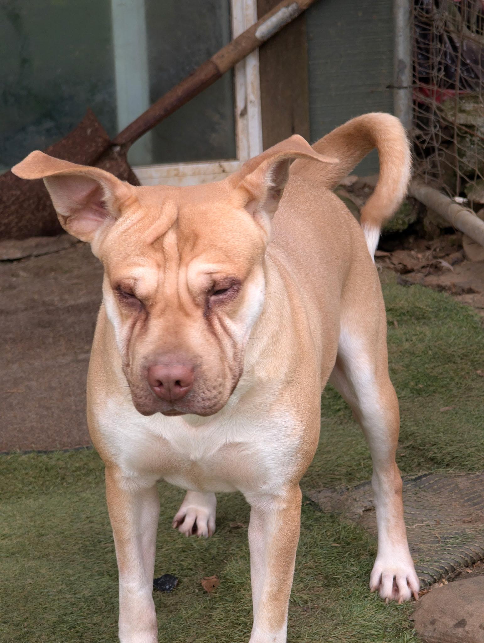 Enlarge Fergus, a Adoptable mixed breed in Sylva, NC image 4/4