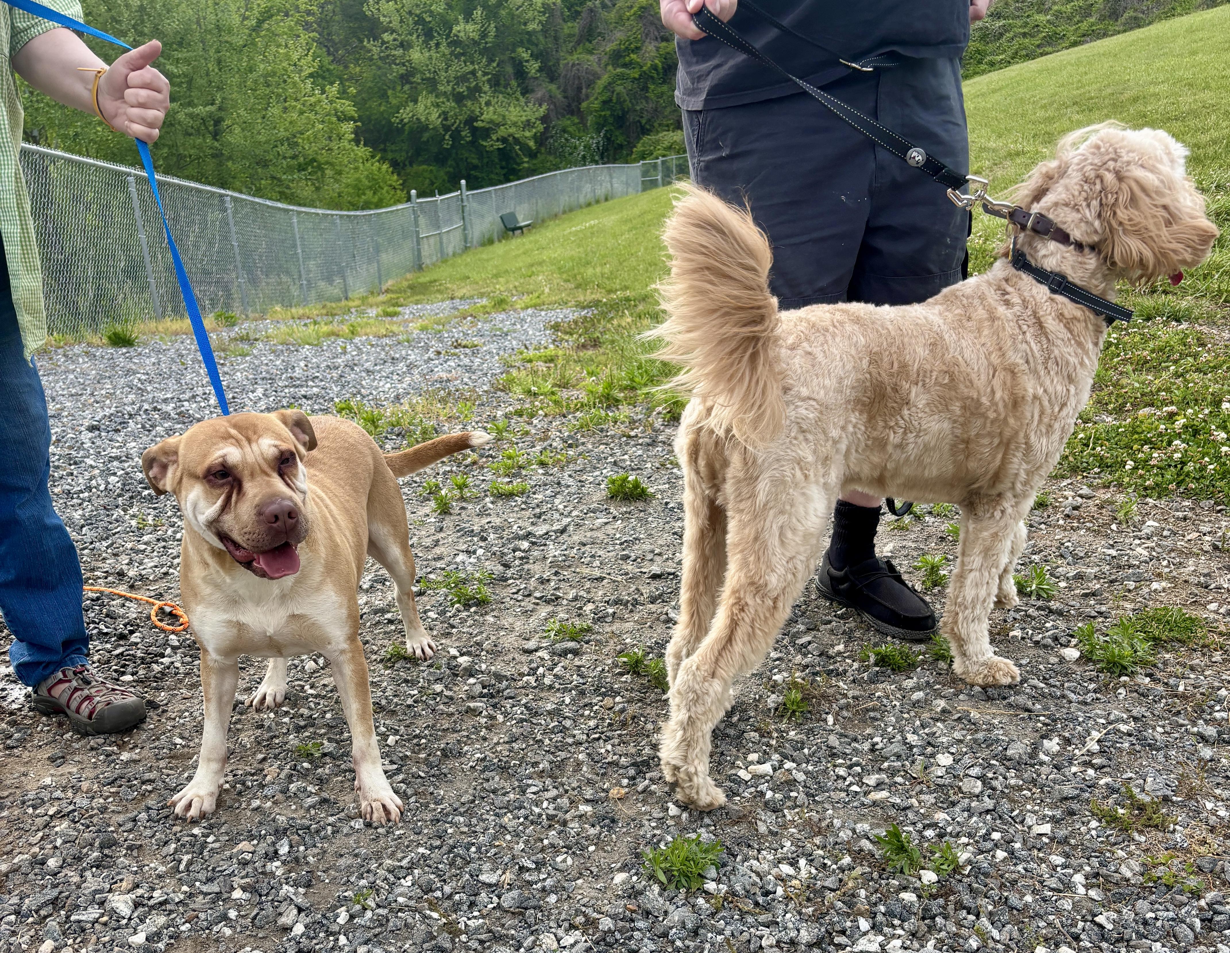 Fergus, a Adoptable mixed breed in Sylva, NC image 6/6