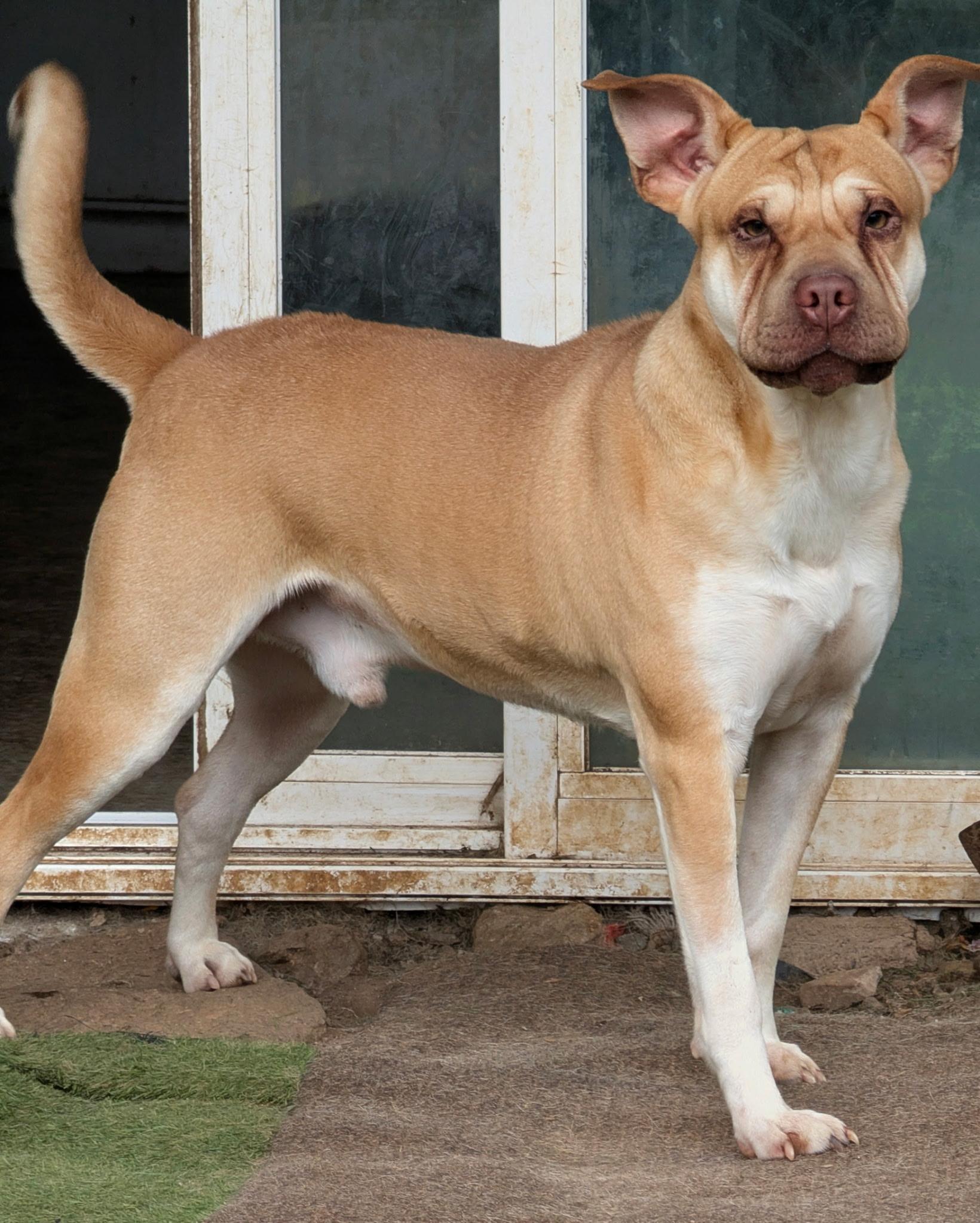Enlarge Fergus, a Adoptable mixed breed in Sylva, NC image 2/4