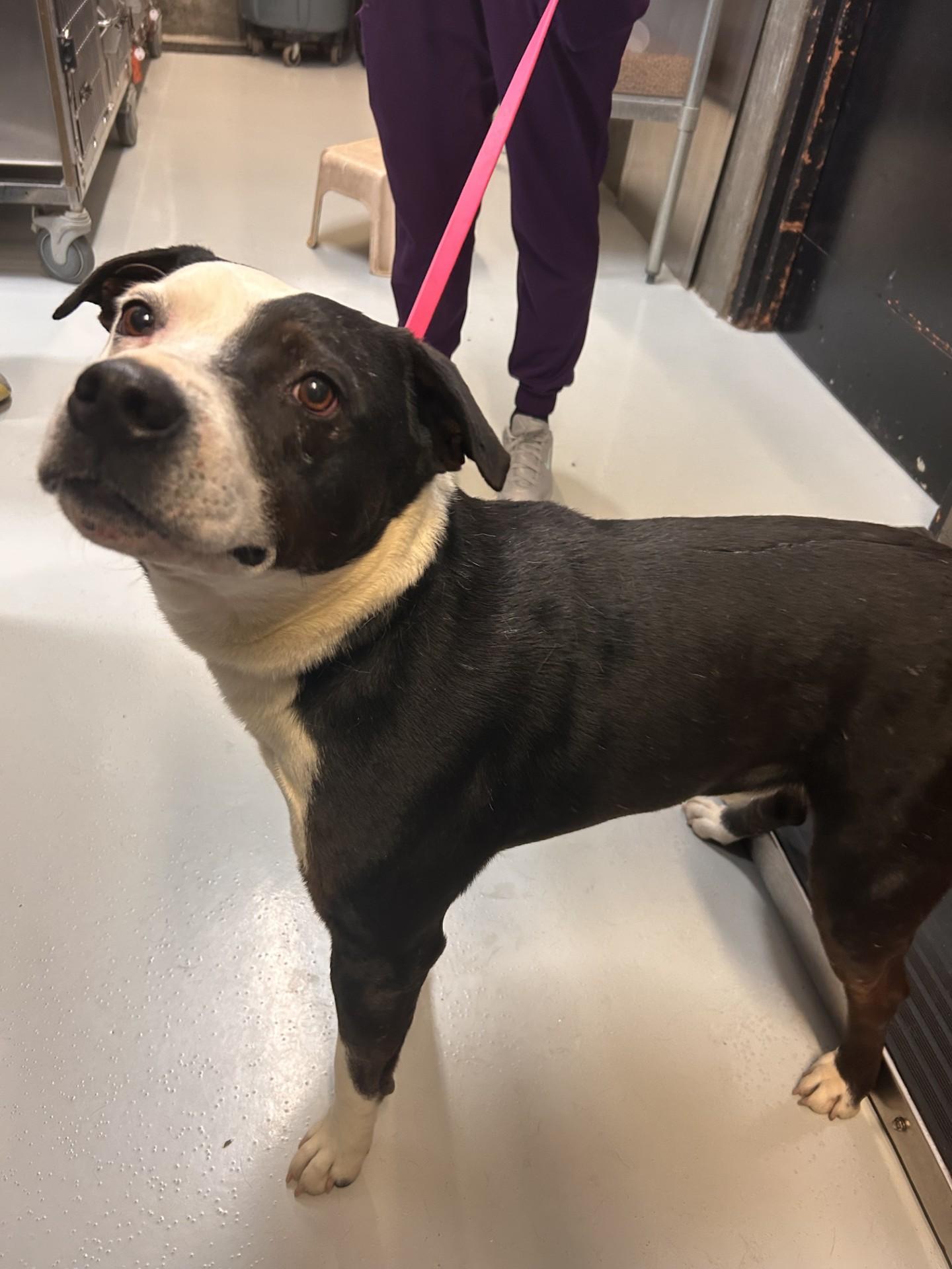 Creek, adopted, Adult Male Mixed Breed.