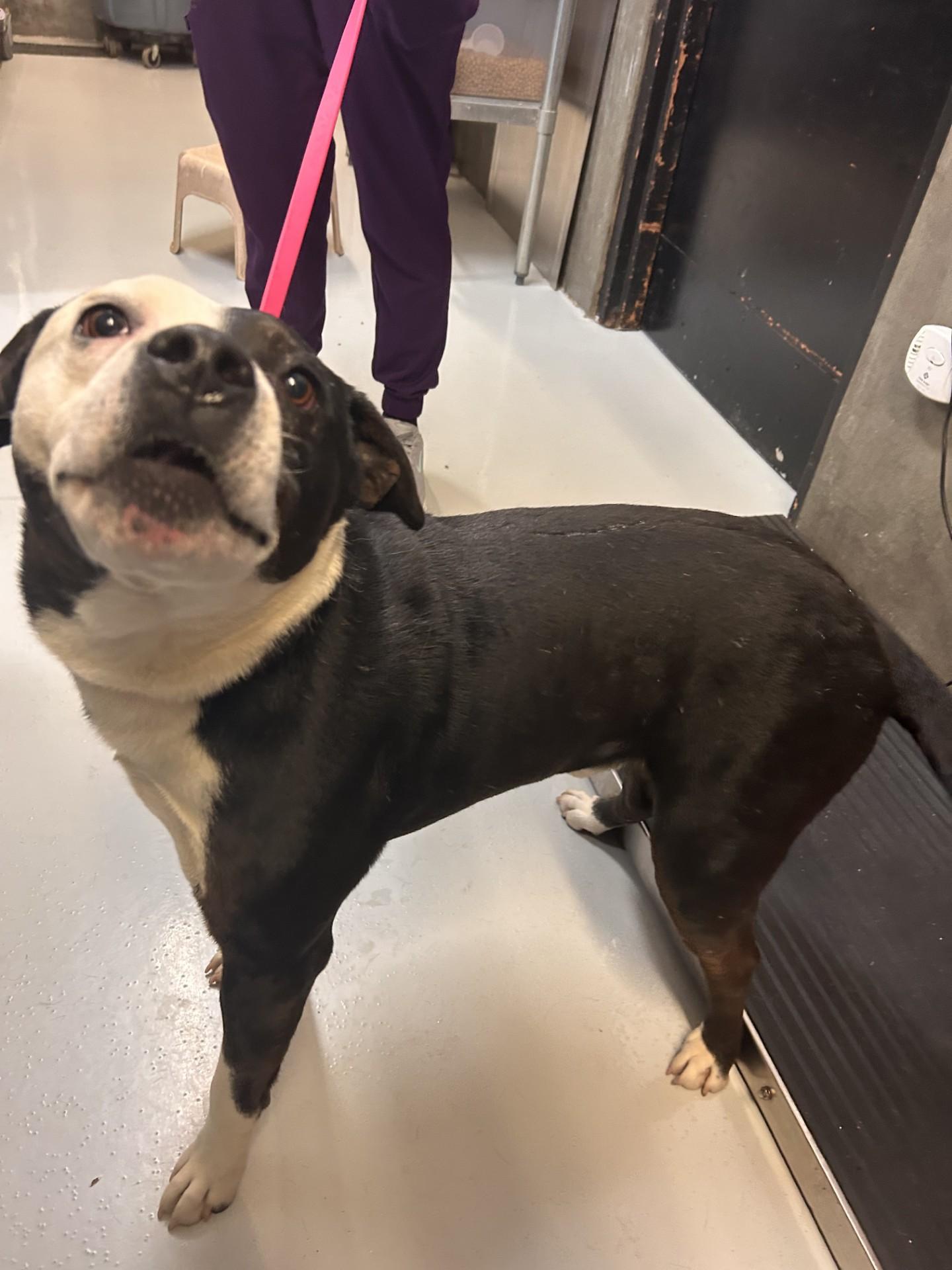 Enlarge Creek, an adopted Mixed Breed in Germanton, NC image 2/3