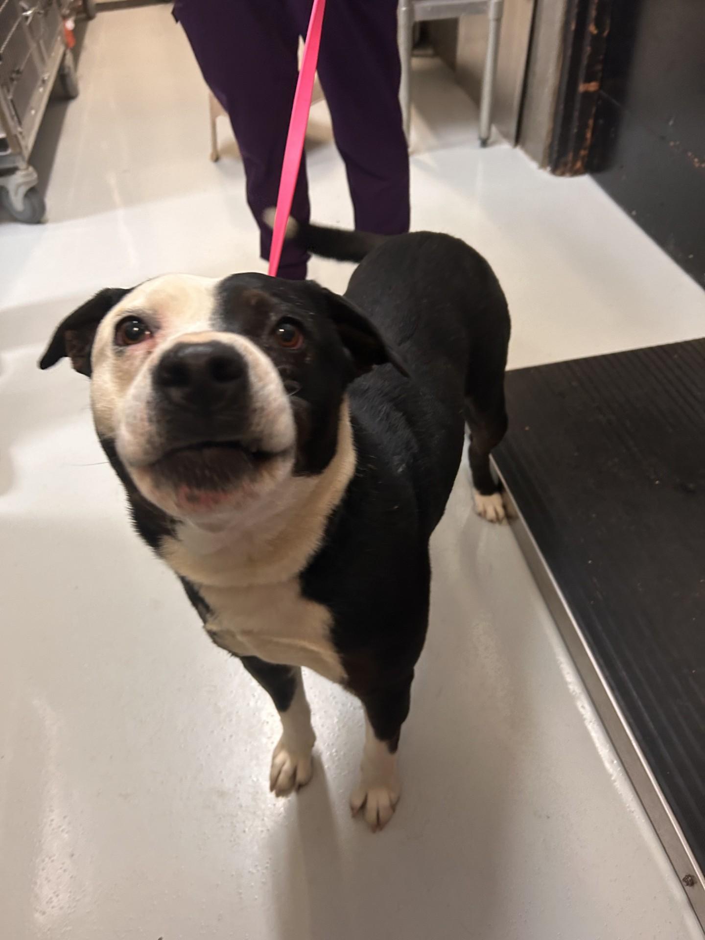 Enlarge Creek, an adopted Mixed Breed in Germanton, NC image 3/3