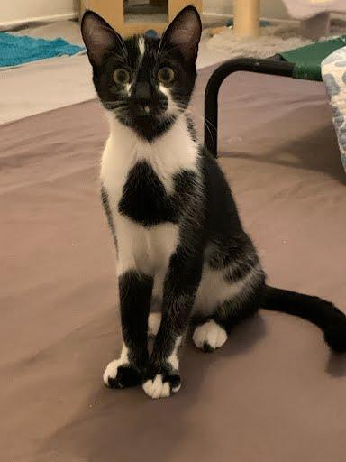 Enlarge Patches, a Adoptable Domestic Short Hair in Phoenix, AZ image 3/3