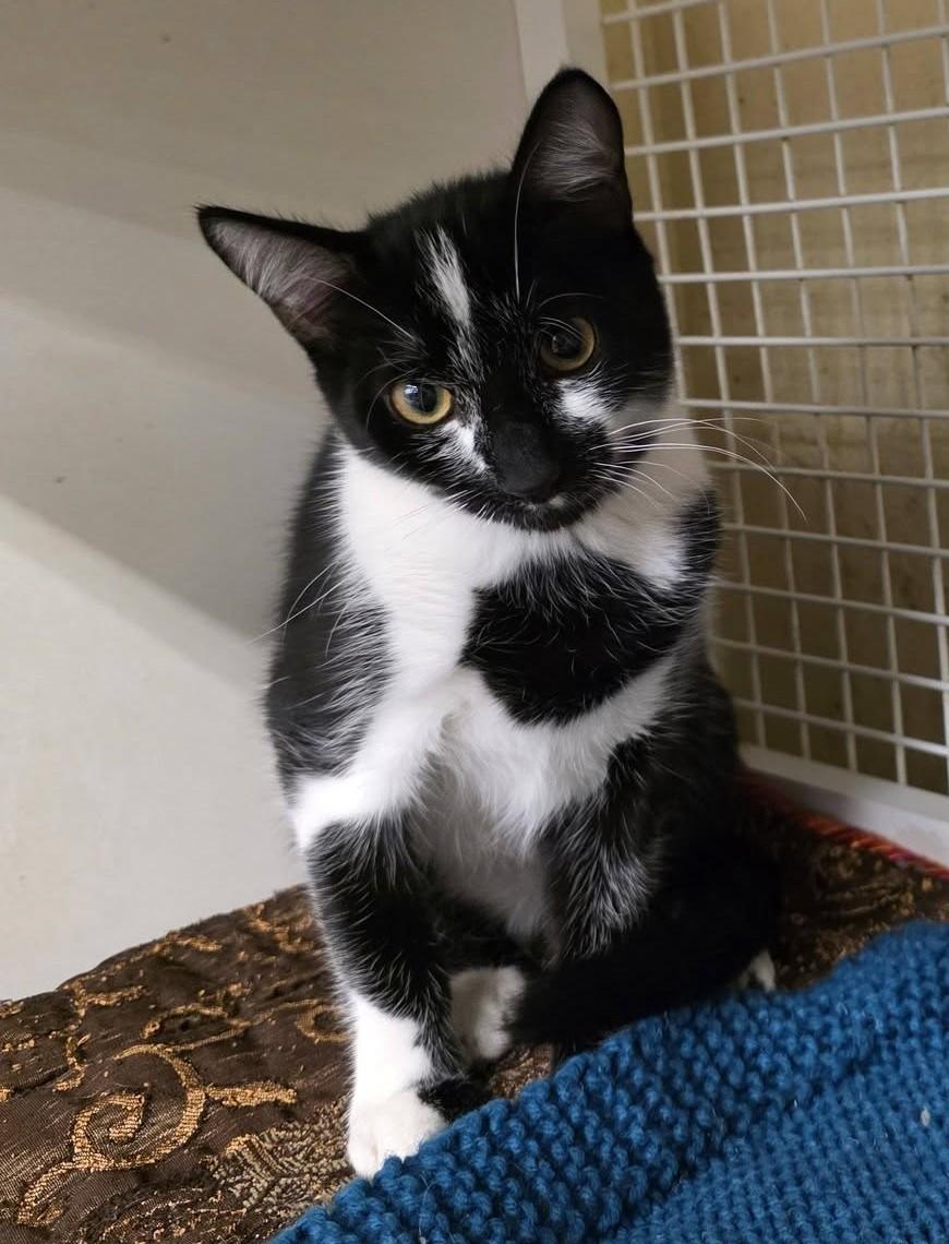 Enlarge Patches, a Adoptable Domestic Short Hair in Phoenix, AZ image 2/3
