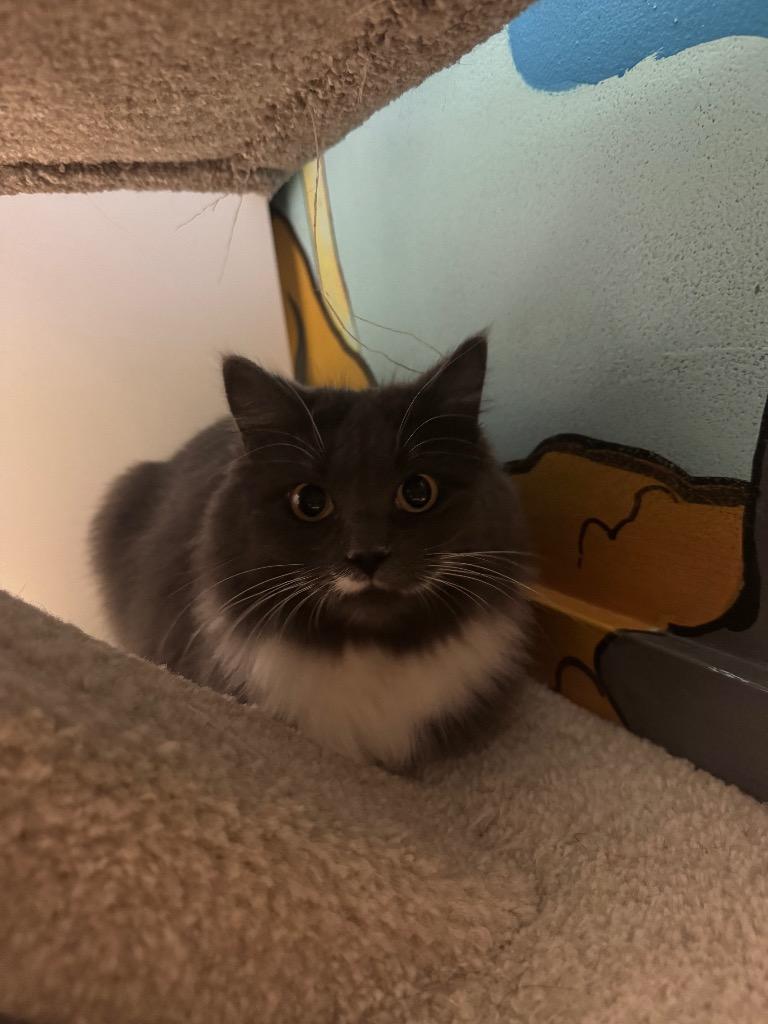 Twinkle Star, Adoptable, Adult Female Domestic Short Hair.