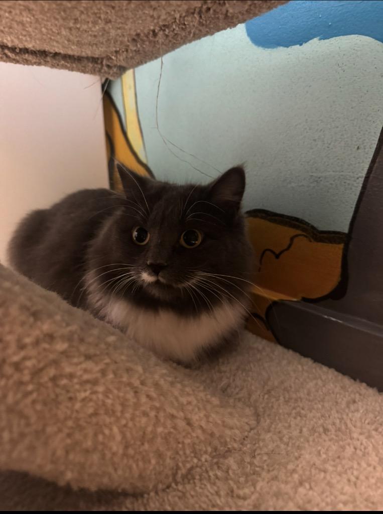 Enlarge Twinkle Star, a Adoptable mixed breed in Winnipeg, MB image 2/3