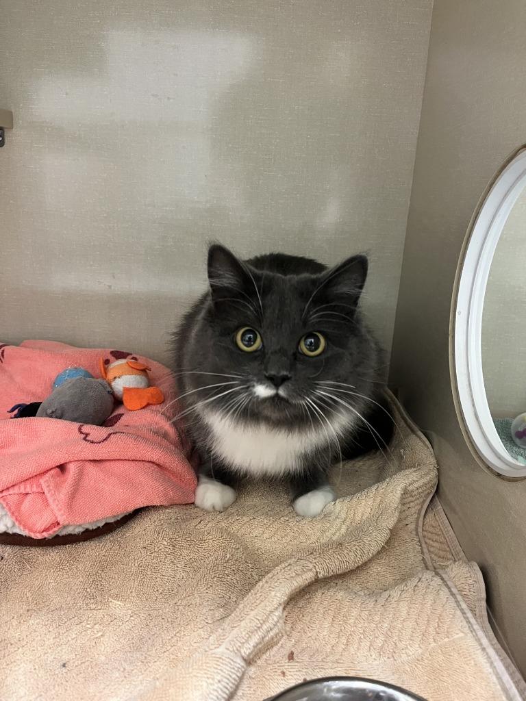 Enlarge Twinkle Star, a Adoptable mixed breed in Winnipeg, MB image 3/3