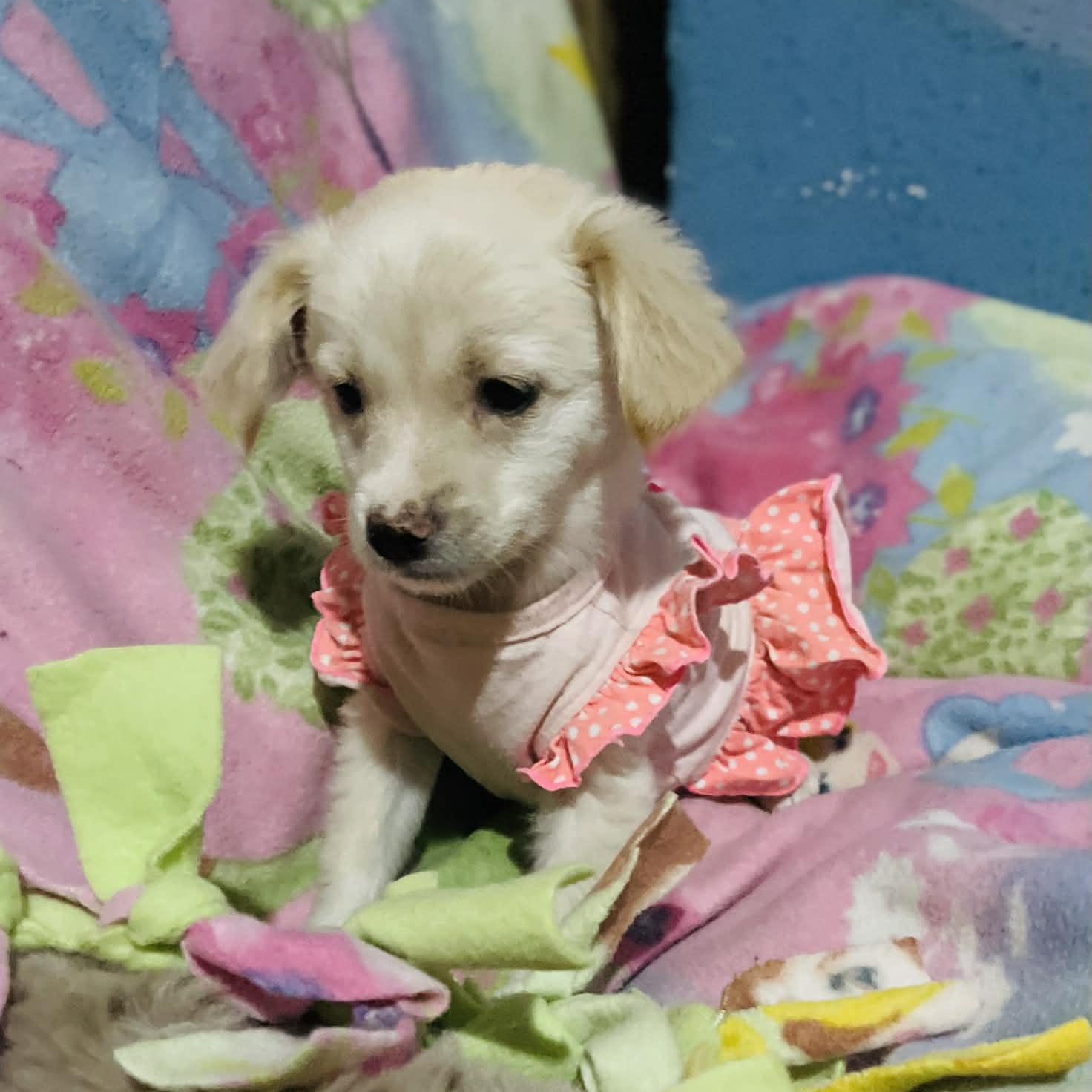 Enlarge Minnie , a Adoptable mixed breed in San Diego , CA image 3/4