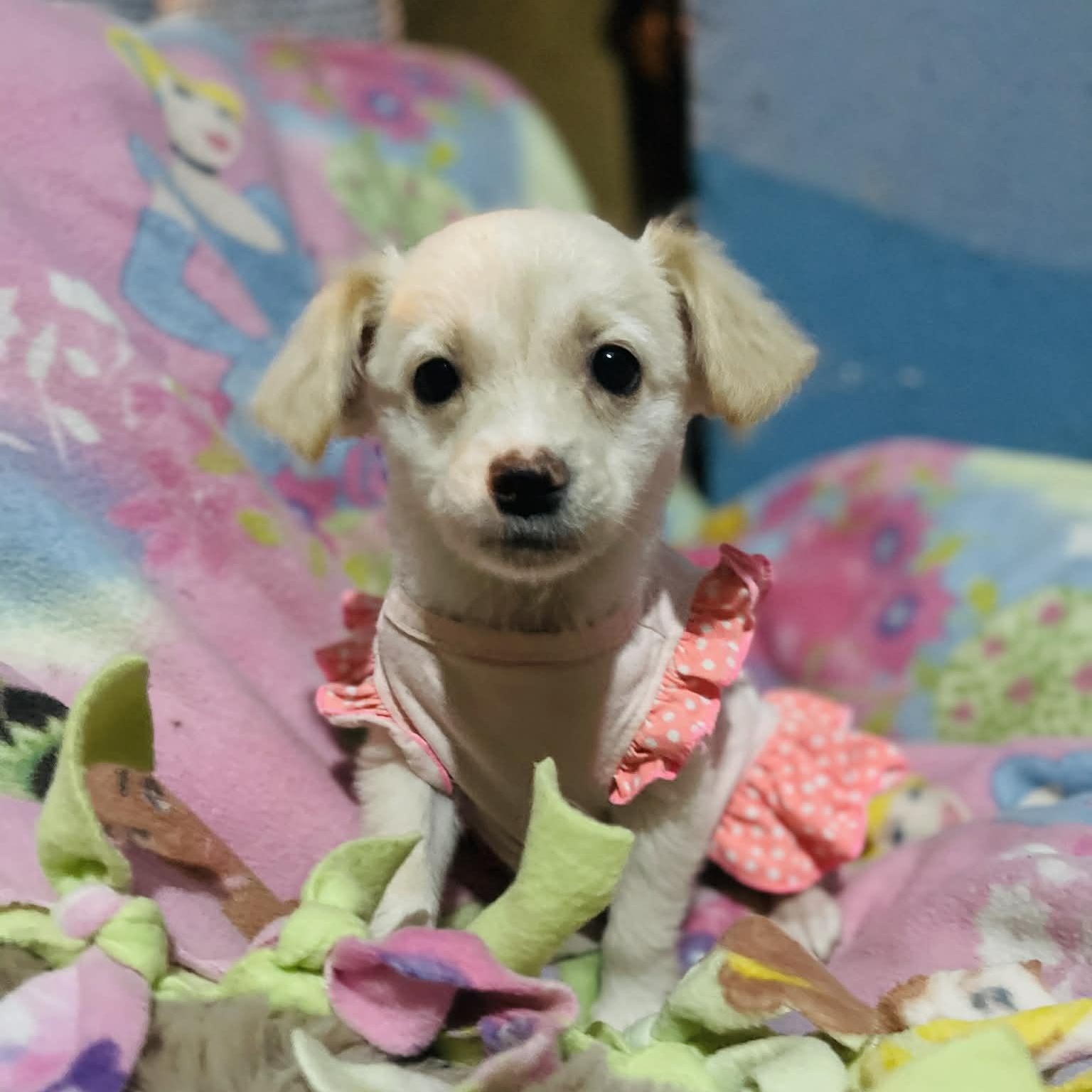 Minnie , Adoptable, Puppy Female Maltipoo & Chihuahua.