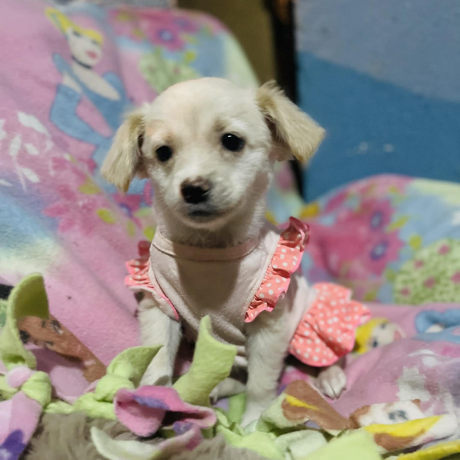 Enlarge Minnie , a Adoptable mixed breed in San Diego , CA image 2/4