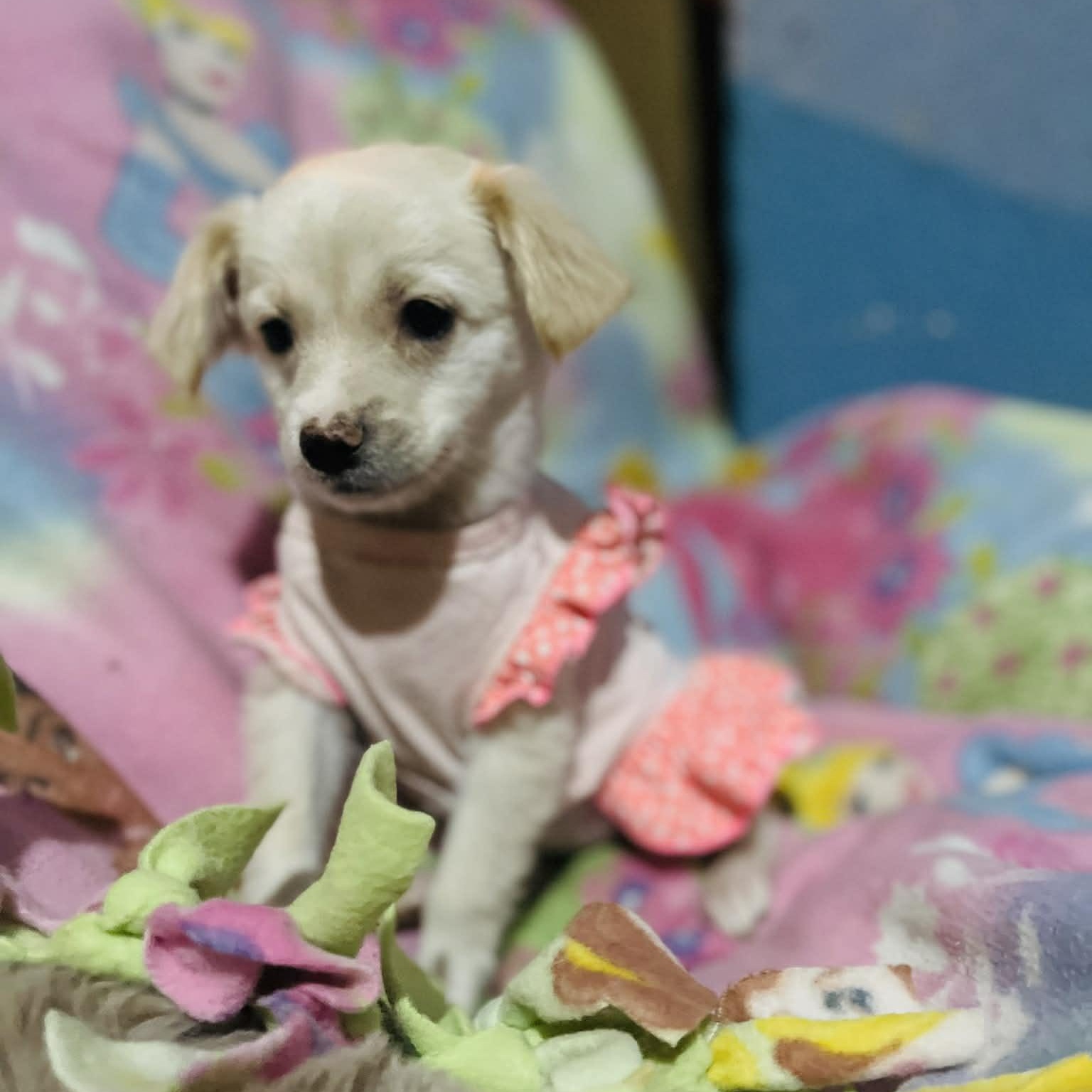 Enlarge Minnie , a Adoptable mixed breed in San Diego , CA image 4/4