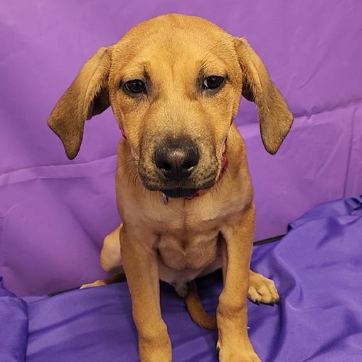 Enlarge Taika, a Adoptable Mixed Breed in North Myrtle Beach, SC image 2/4