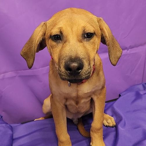 Enlarge Taika, a Adoptable Mixed Breed in North Myrtle Beach, SC image 3/4