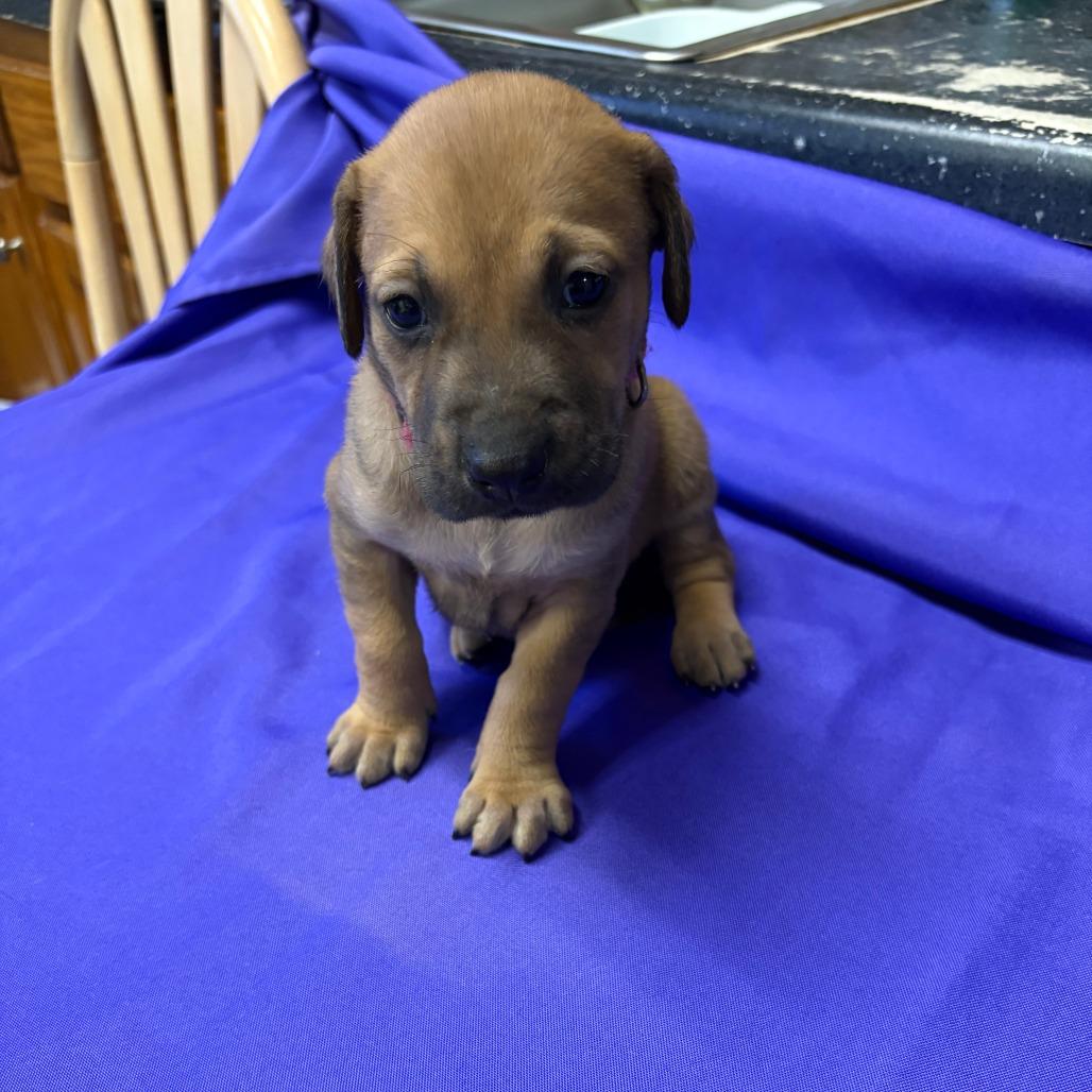 Enlarge Taika, a Adoptable Mixed Breed in North Myrtle Beach, SC image 4/4