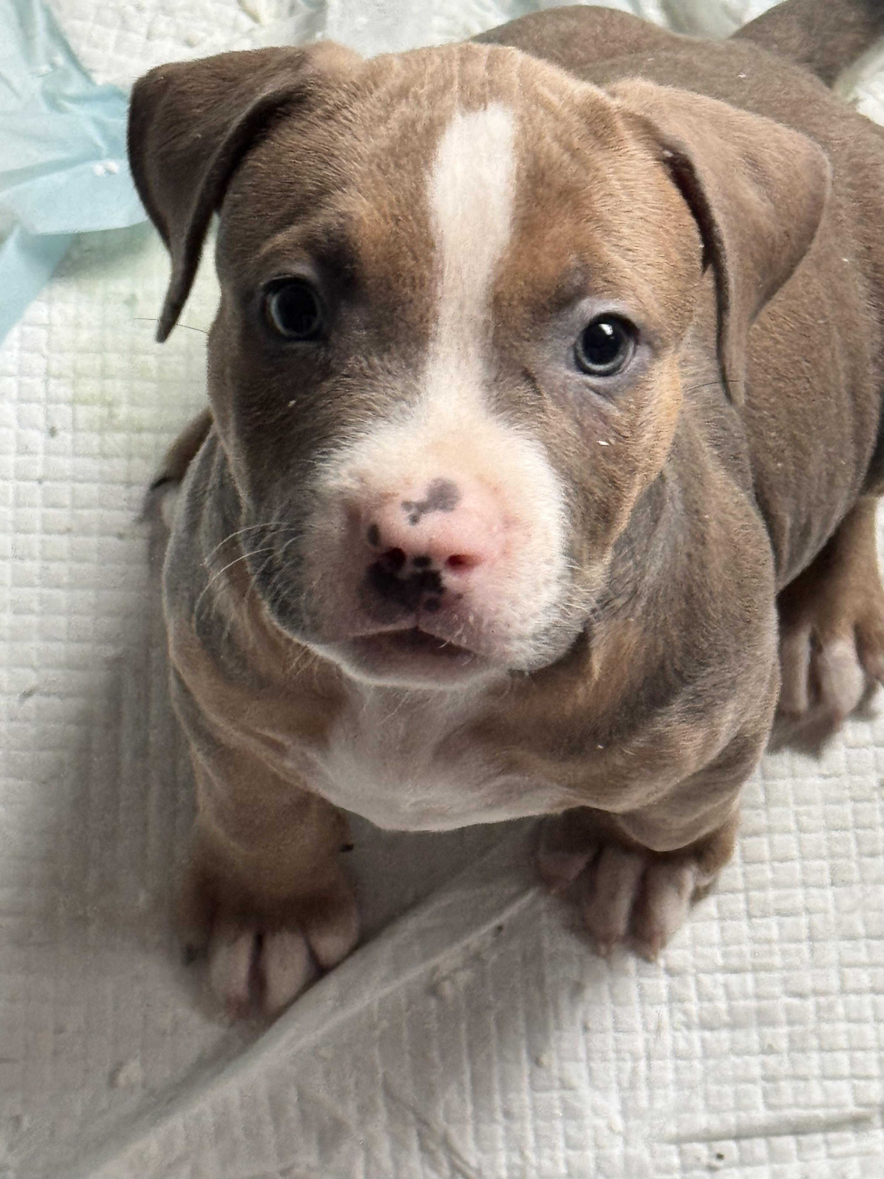Enlarge Saul, a ADOPTABLE Pit Bull Terrier in Stockton, CA image 1/2