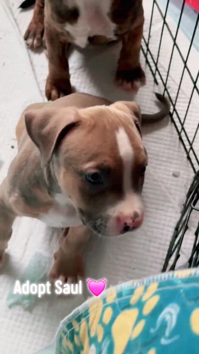 Enlarge Saul, a ADOPTABLE Pit Bull Terrier in Stockton, CA video 2/2