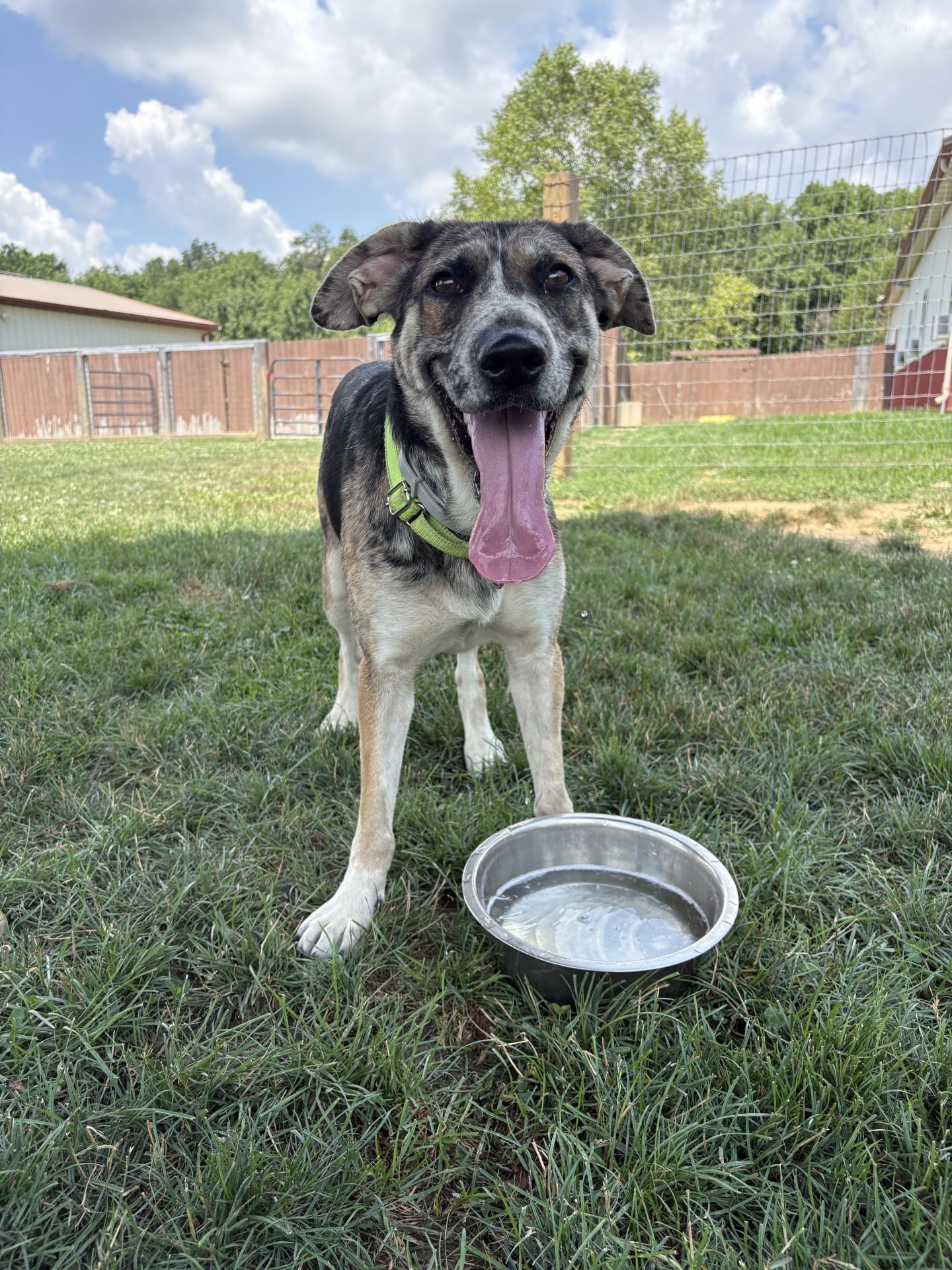 Enlarge June, a ADOPTABLE mixed breed in South Charleston, OH image 1/1
