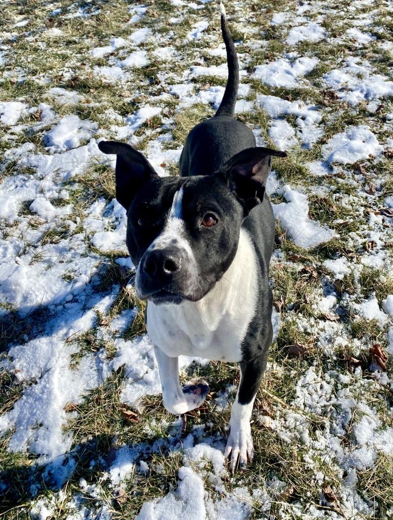 Will, Adoptable, Adult Male Terrier.