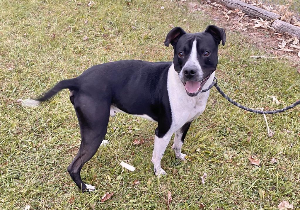 Will, a Adoptable mixed breed in Hartford City, IN image 2/6