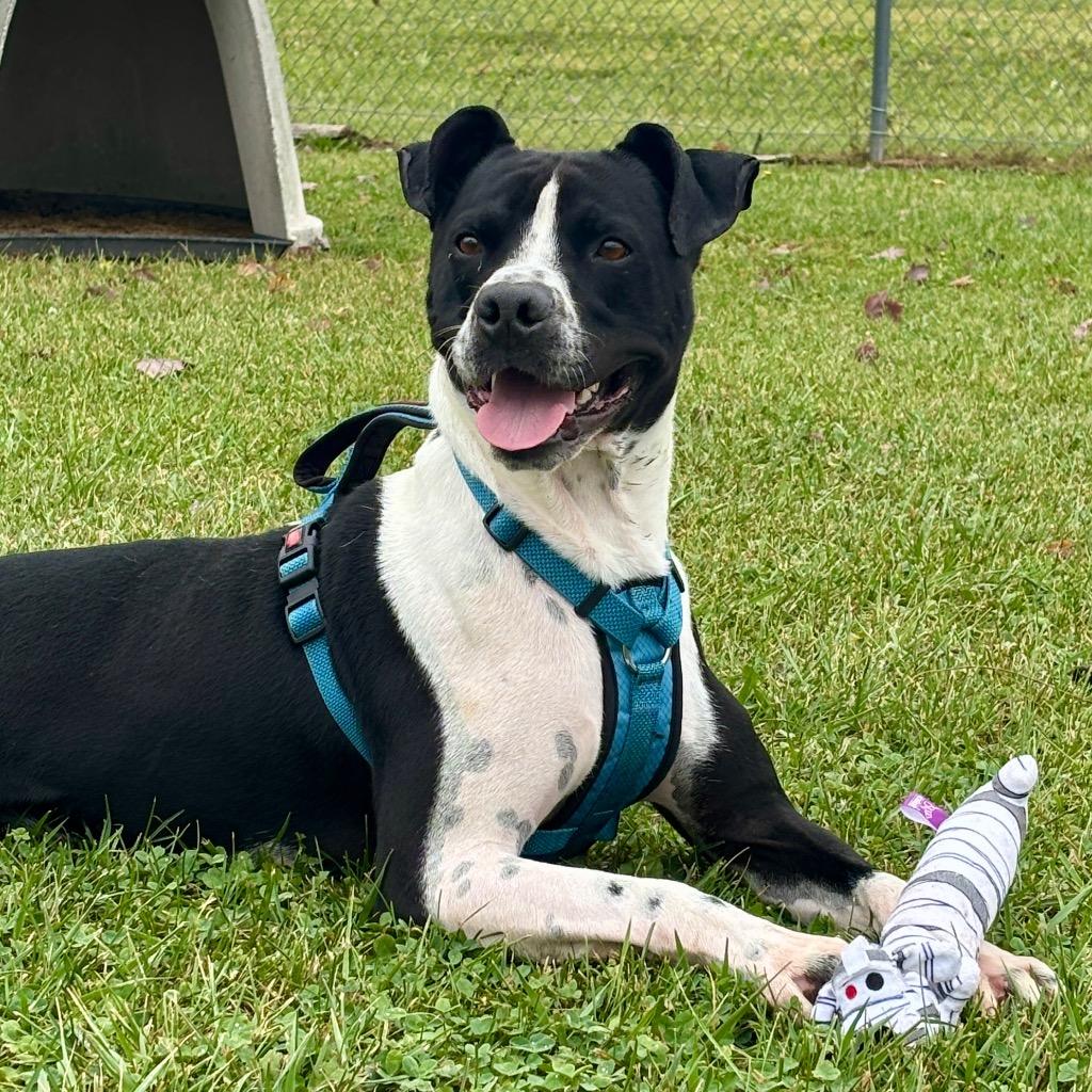 Enlarge Will, a Adoptable mixed breed in Hartford City, IN image 3/5