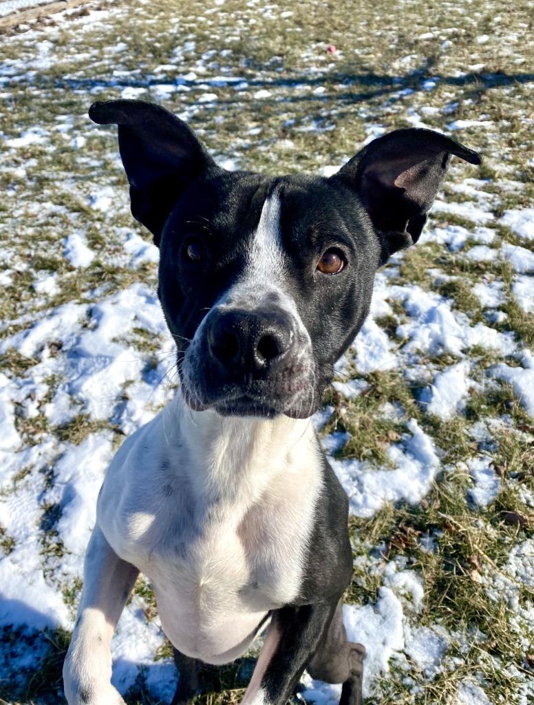 Will, a Adoptable mixed breed in Hartford City, IN image 4/6