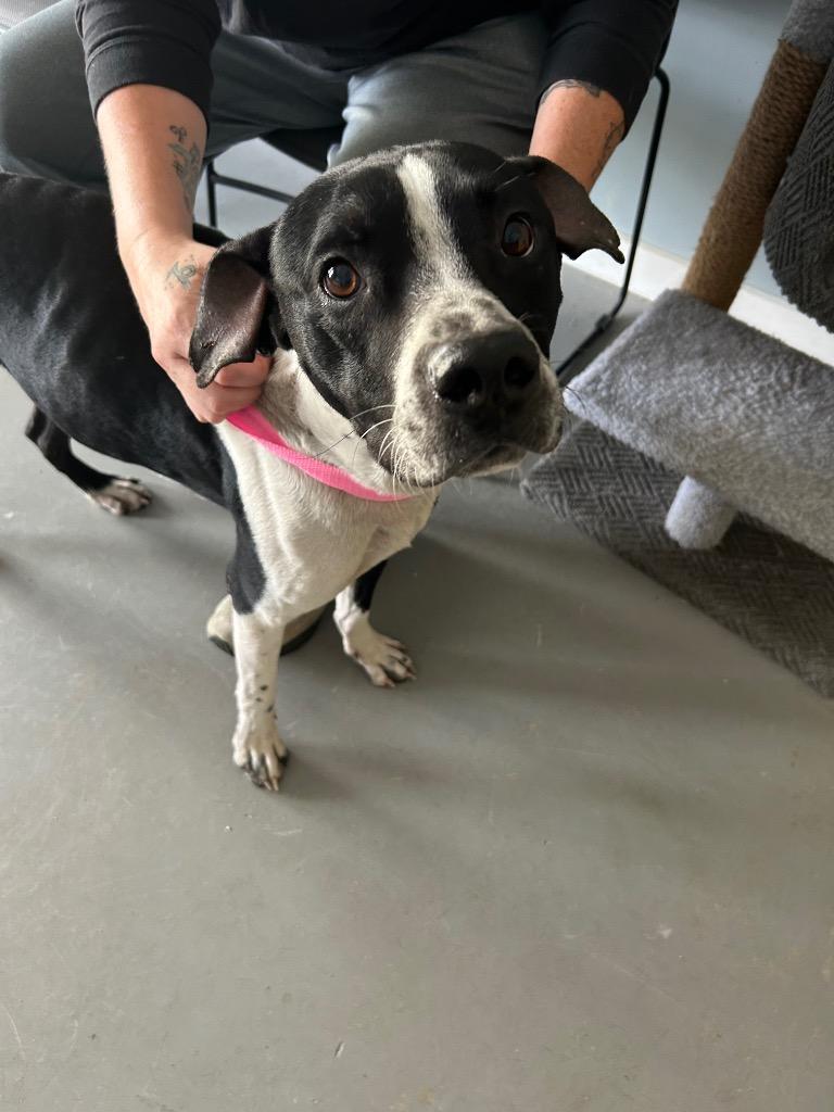 Will, a Adoptable mixed breed in Hartford City, IN image 5/6