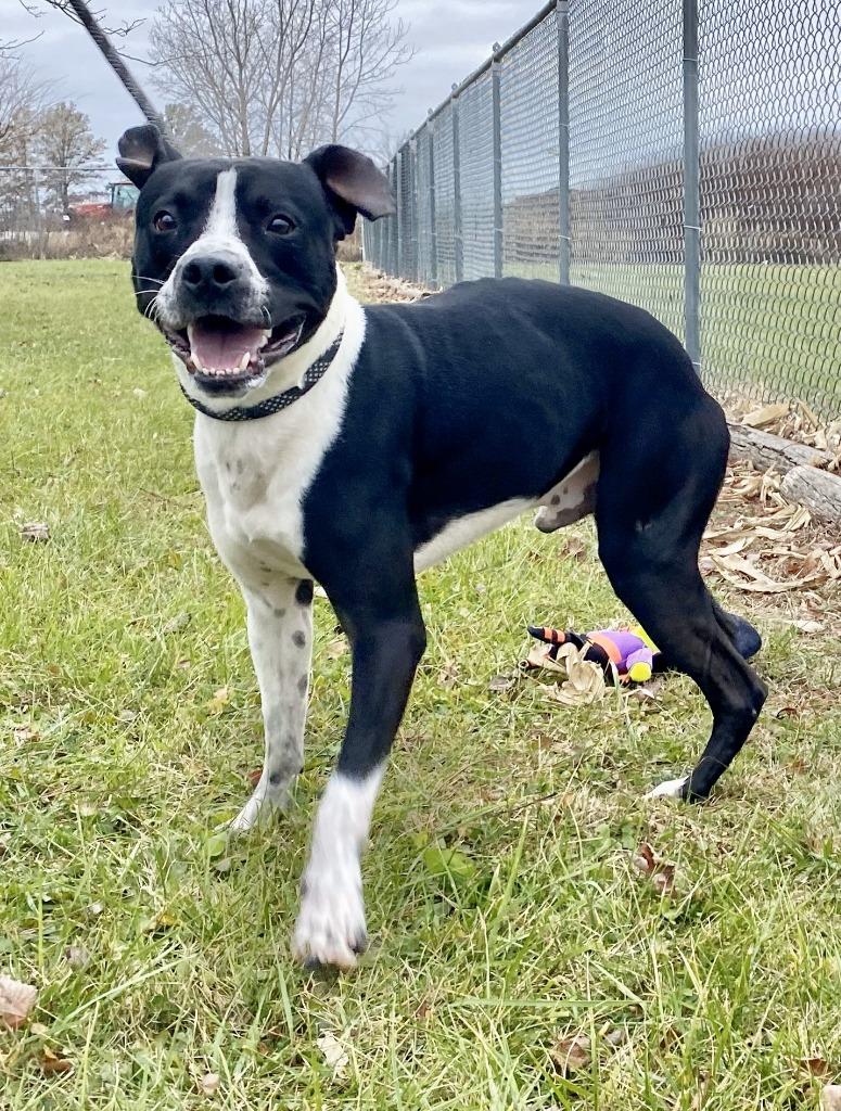 Enlarge Will, a Adoptable mixed breed in Hartford City, IN image 5/5