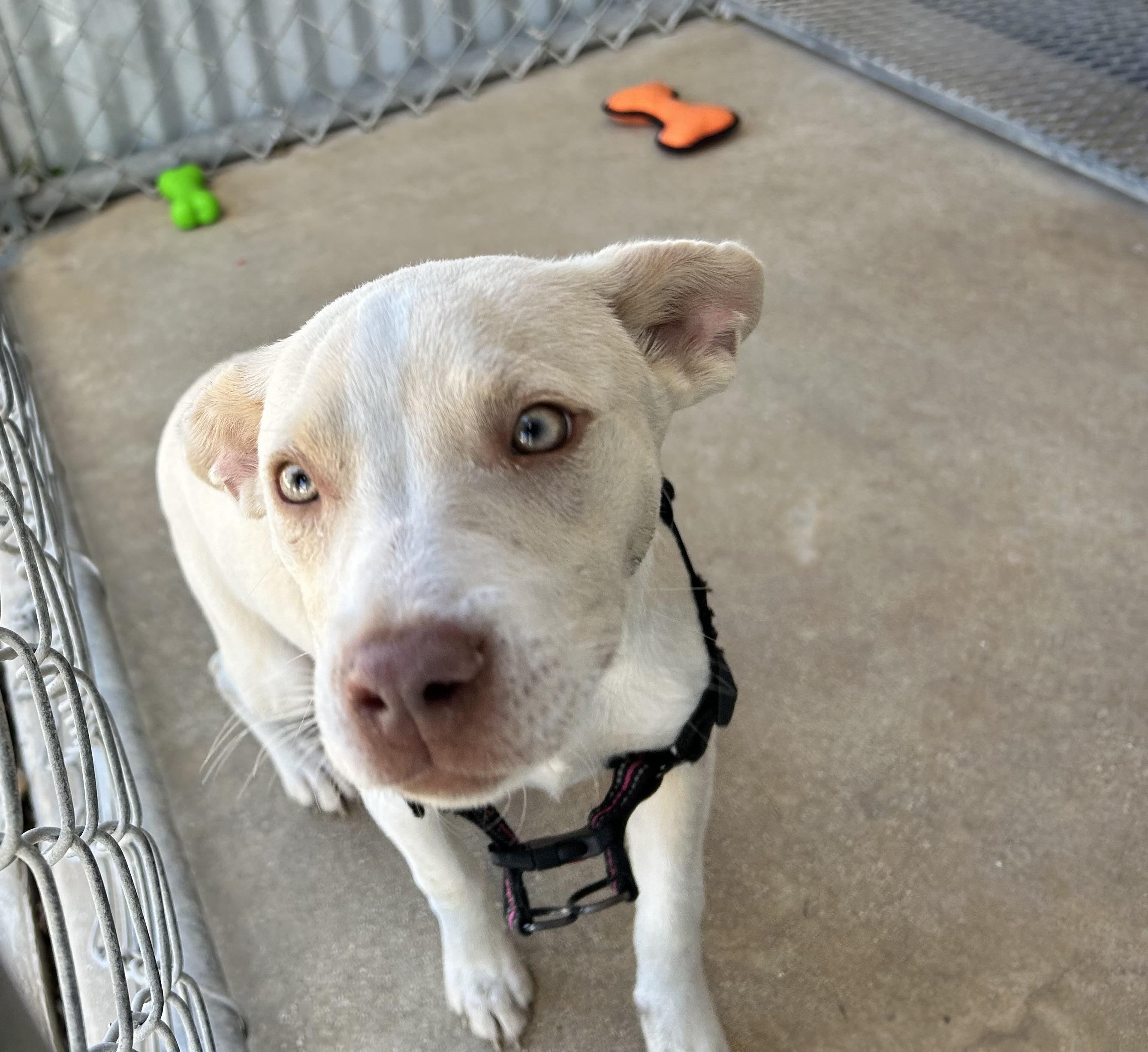 Enlarge Penny, an adopted Terrier in Cibolo, TX image 1/1