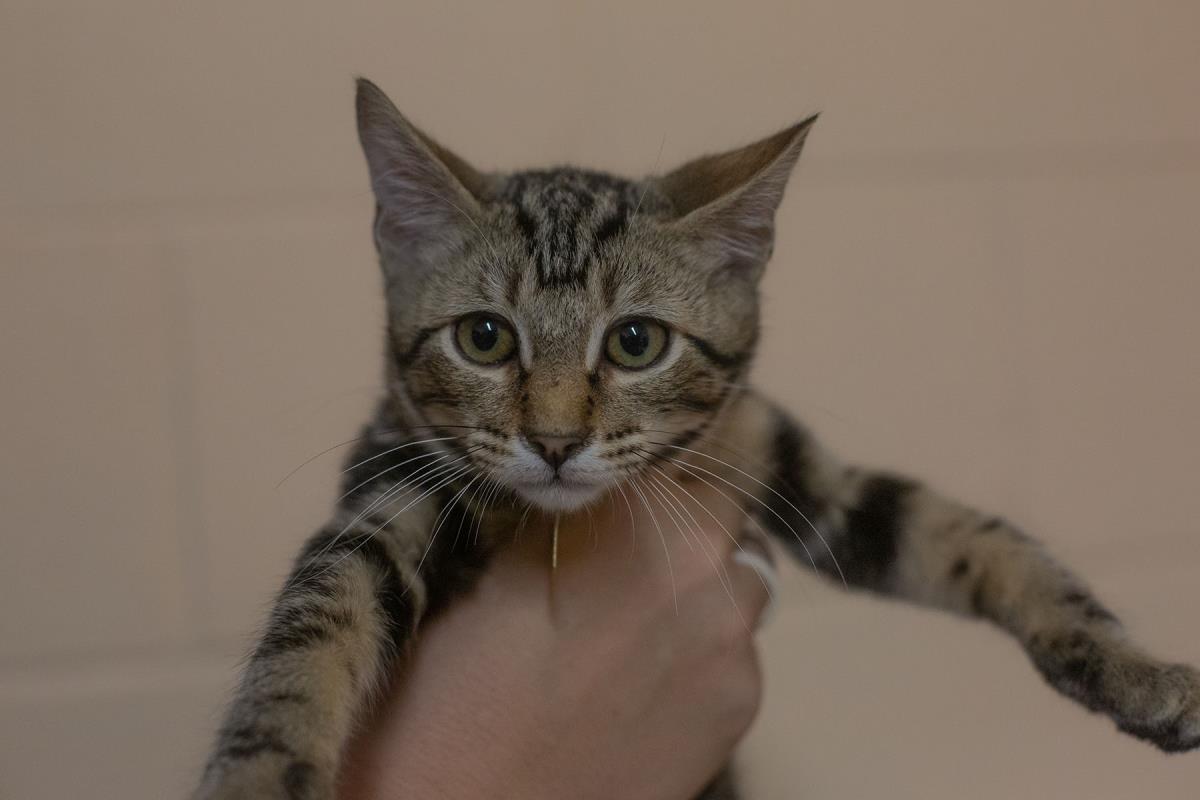 Chai, Adoptable, Young Male Domestic Medium Hair & Tabby.