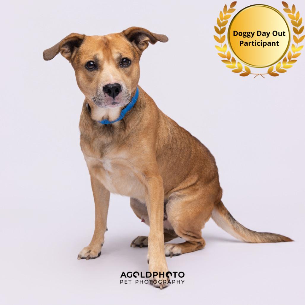 Jason, Adoptable, Adult Male Terrier & Terrier.