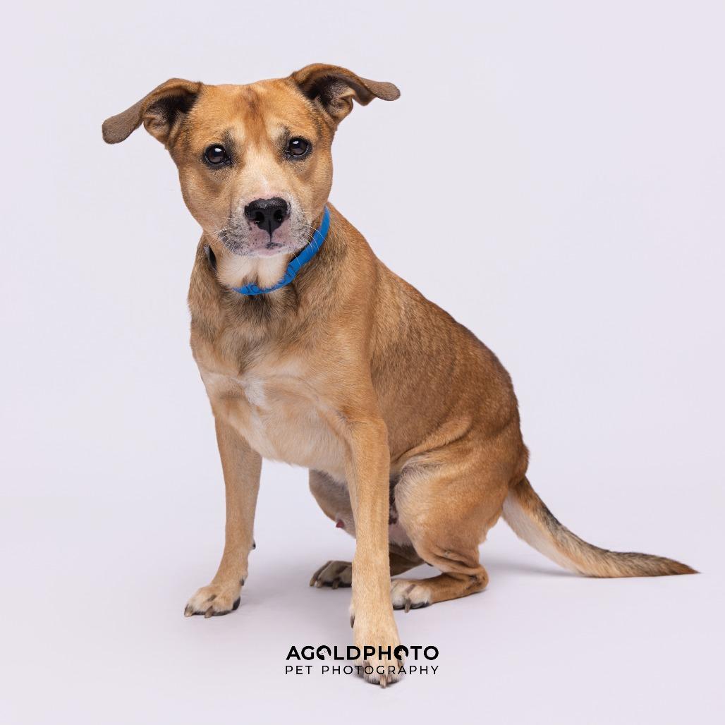 Enlarge Jason, a Adoptable mixed breed in Tampa, FL image 2/3