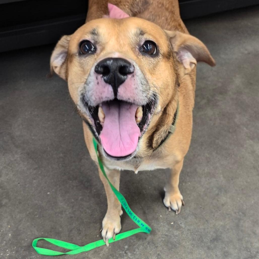 Enlarge Jason, a Adoptable mixed breed in Tampa, FL image 3/3