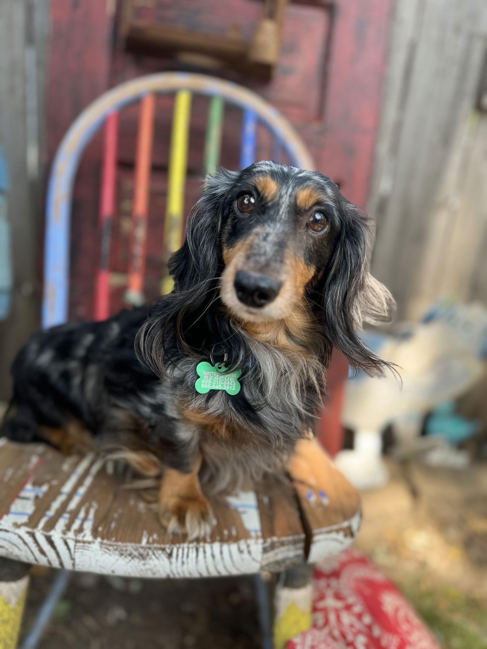 Dandi, Adopted, Adult Male Dachshund.