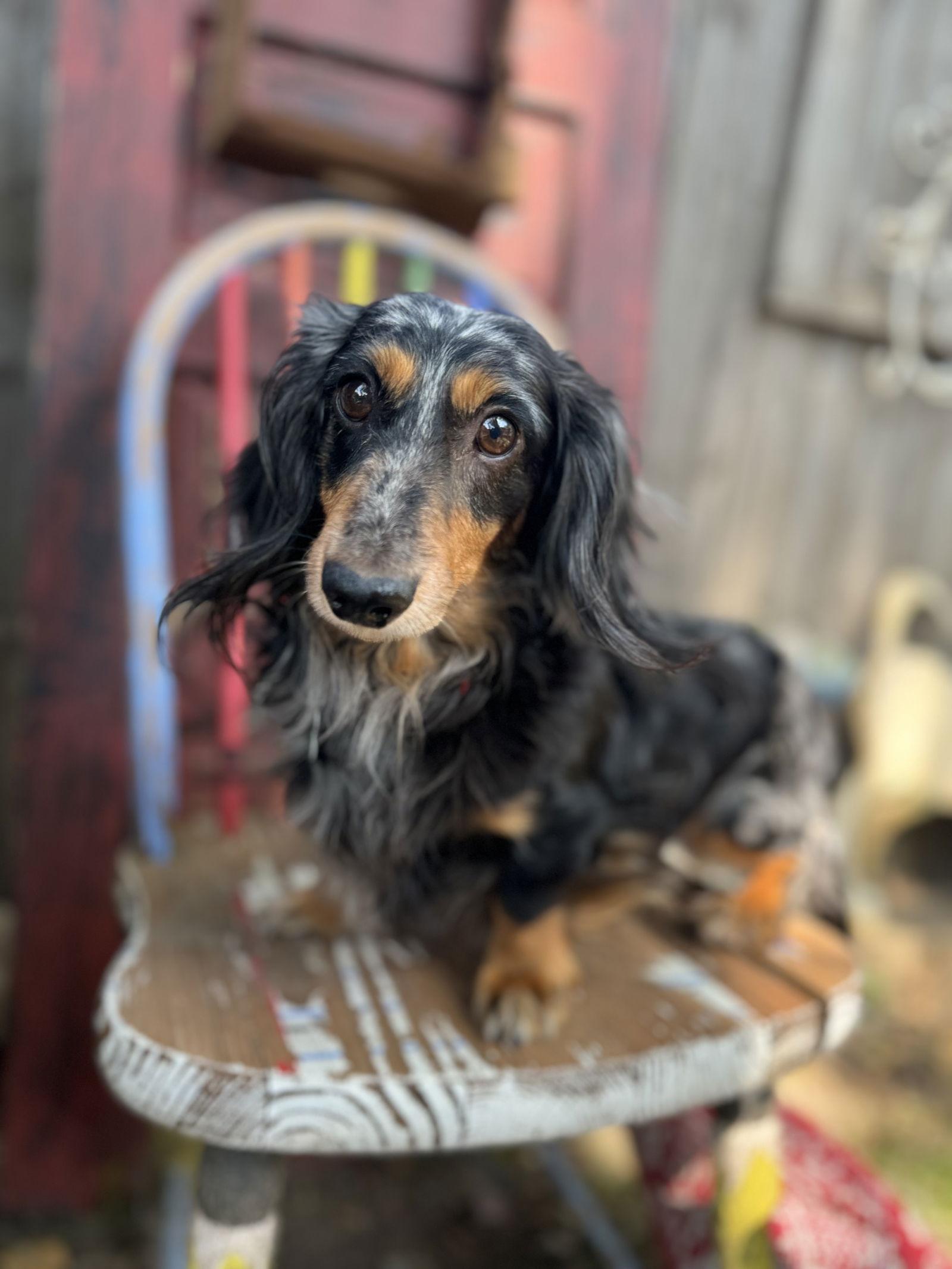 Dandi, a Adopted Dachshund in Sioux Falls, SD image 2/3