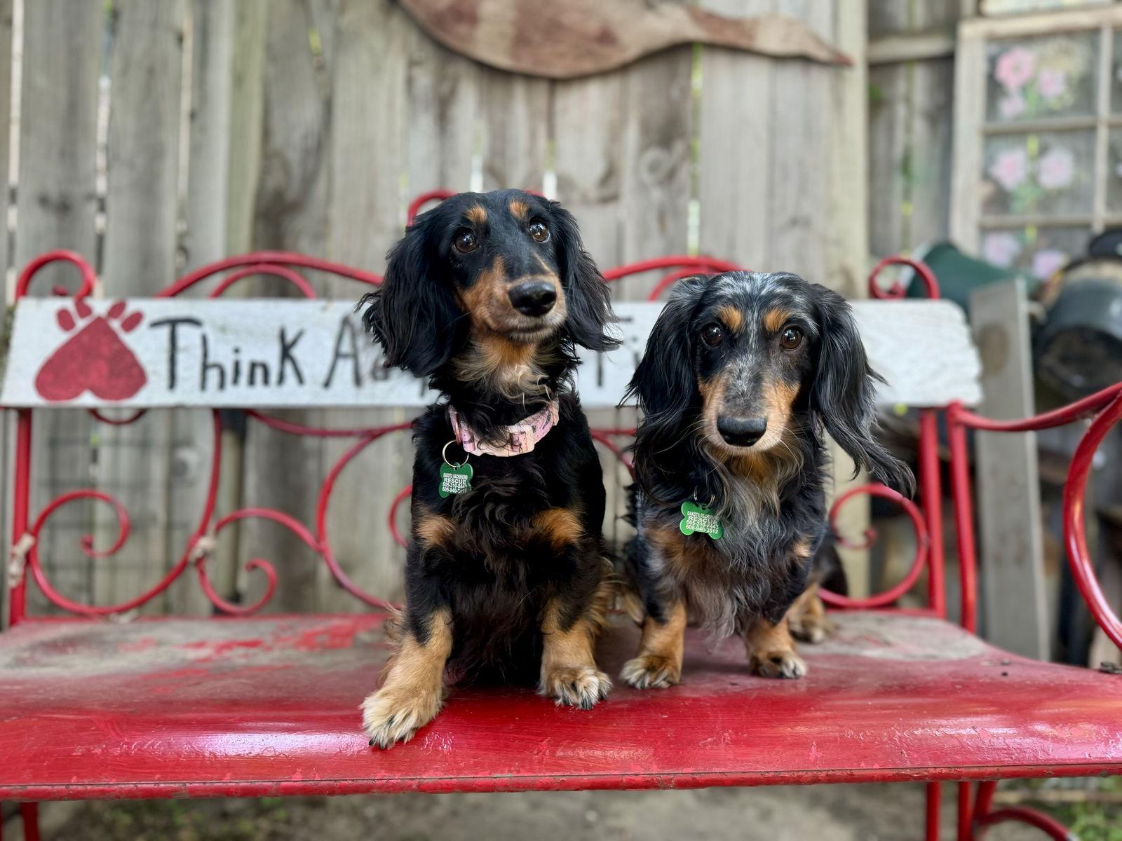 Dandi, a Adopted Dachshund in Sioux Falls, SD image 3/3